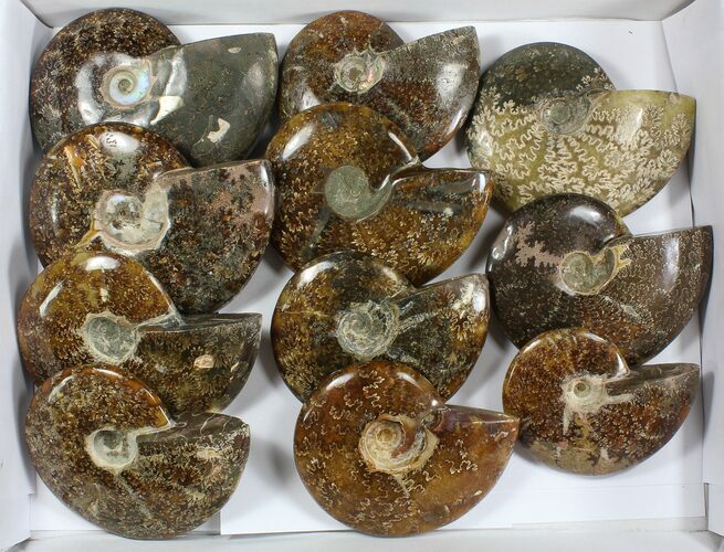 Lot: - Whole Polished Ammonites (Grade B/C) - Pieces #77761